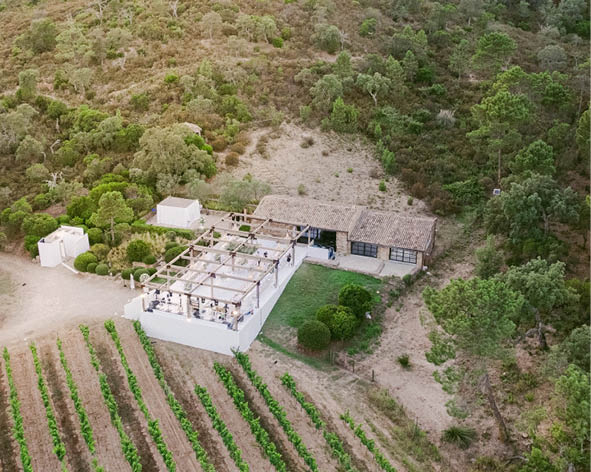 Wedding in the Vineyards